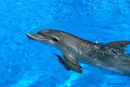 Picture of dolphin; Size=130 pixels wide
